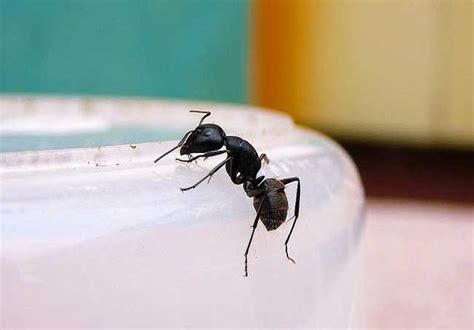 經向意思 家裡有小螞蟻